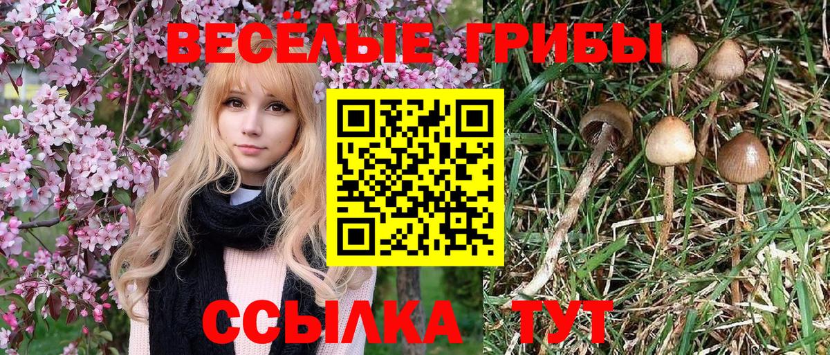 Ачинск  Псилоцибиновые грибы ЛСД  купить наркотик  Вход с VPN 